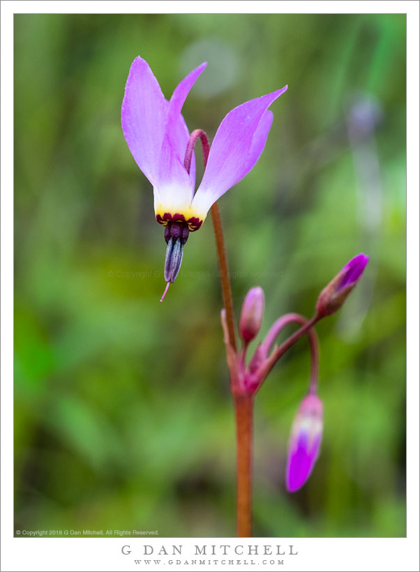 G Dan Mitchell Photograph Shooting Star Flower G Dan Mitchell