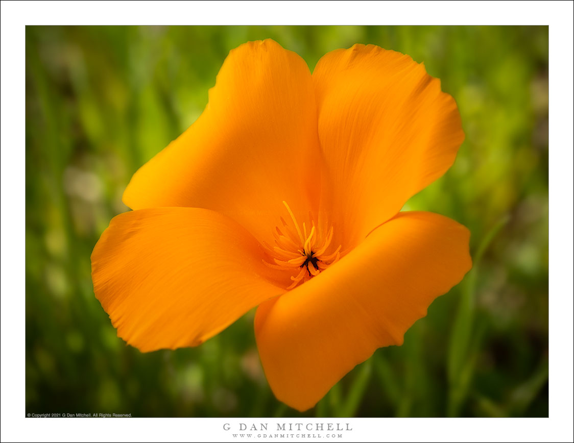 California Golden Poppy G Dan Mitchell Photography