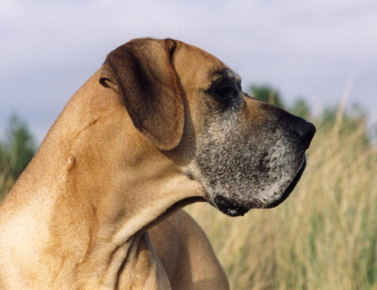 Great Dane Breed Information