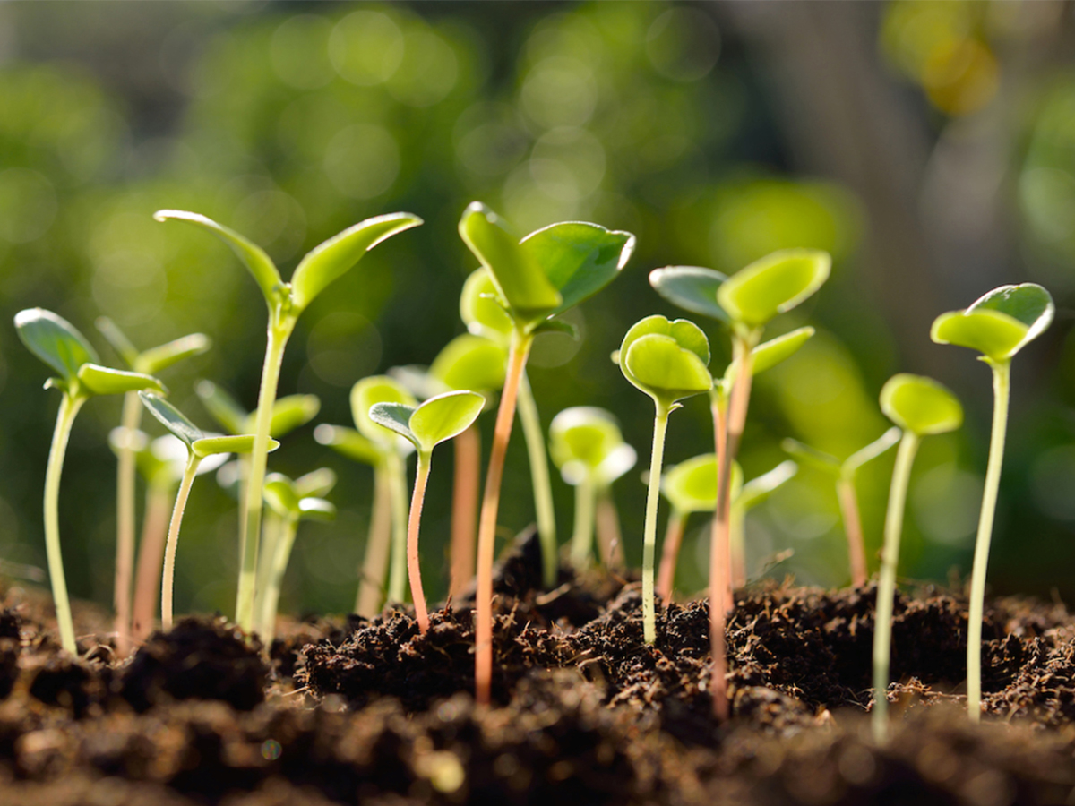 Department of Botany » Govt Degree College Sopore