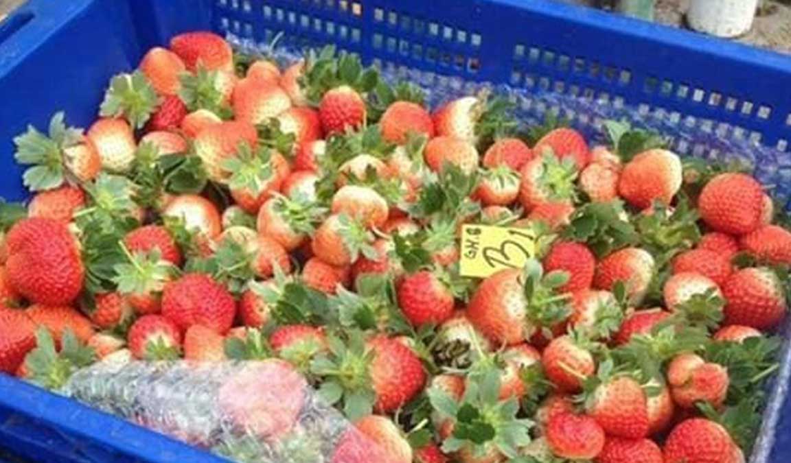 Cara Budidaya Strawberry Mudah dan Menghasilkan Panen Berlimpah