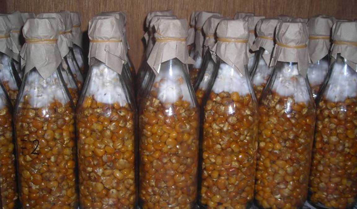 Cek Sekarang! Kisaran Harga Benih Dan Bibit Jagung 2021