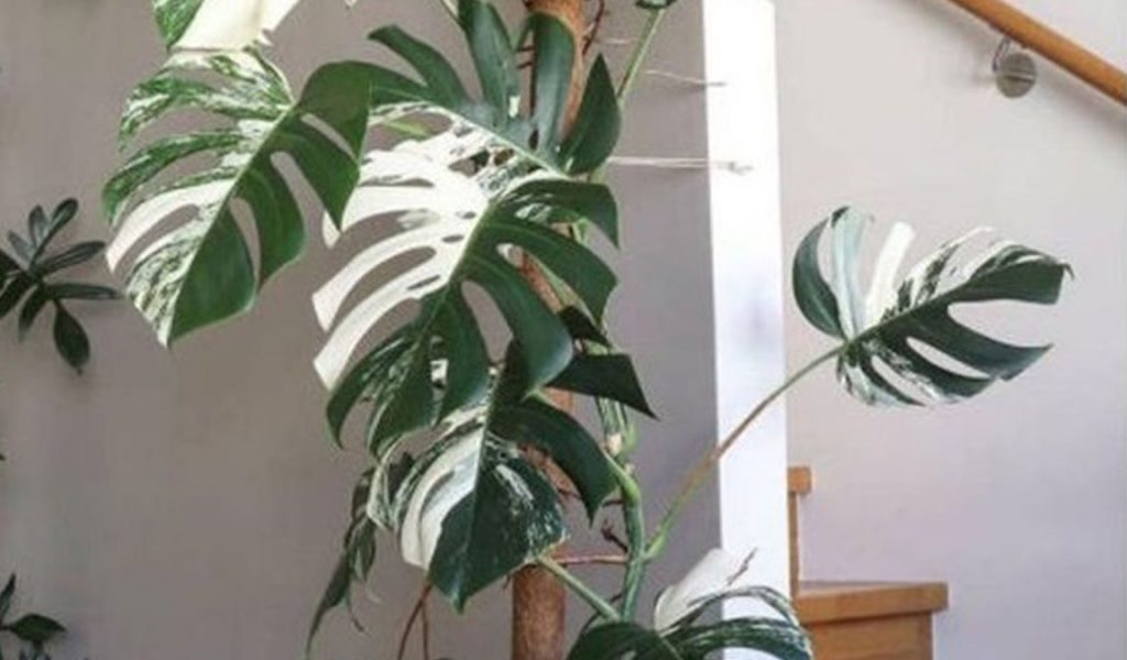 Hanya Disini ! Update Harga Bunga Monstera Langsung Dari Petani