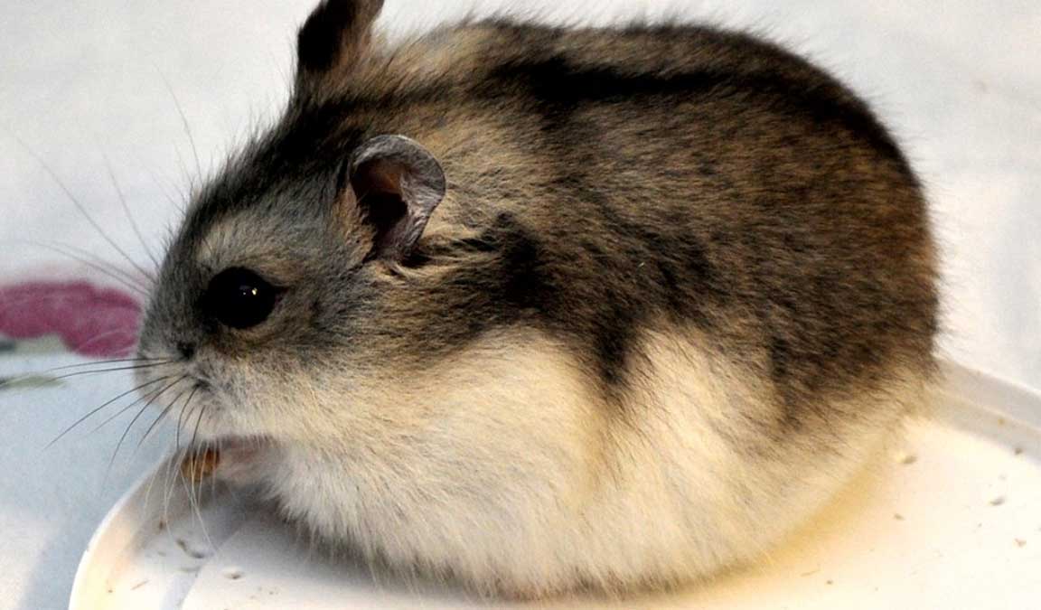 Daftar Harga Hamster Lengkap 2021 dan Aneka Ragam Jenisnya