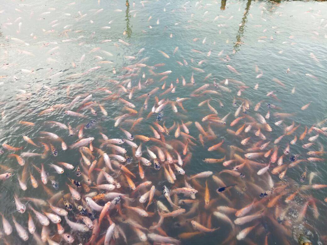Cara Budidaya Ikan Nila Yang Dapat Meningkatkan Hasil Panen