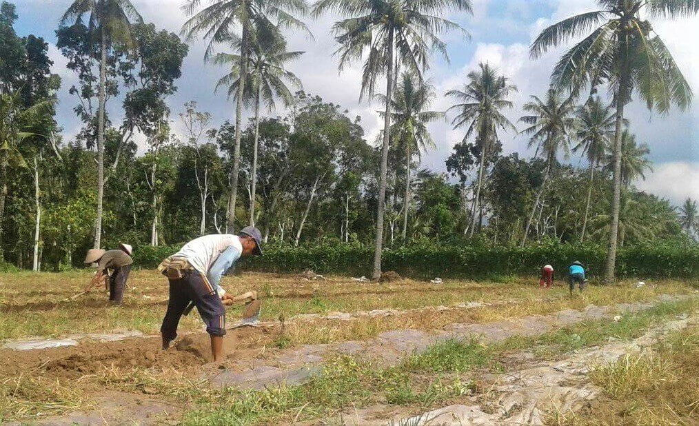 Cara Menanam Semangka Yang Terbukti Meningkatkan Hasil Panen