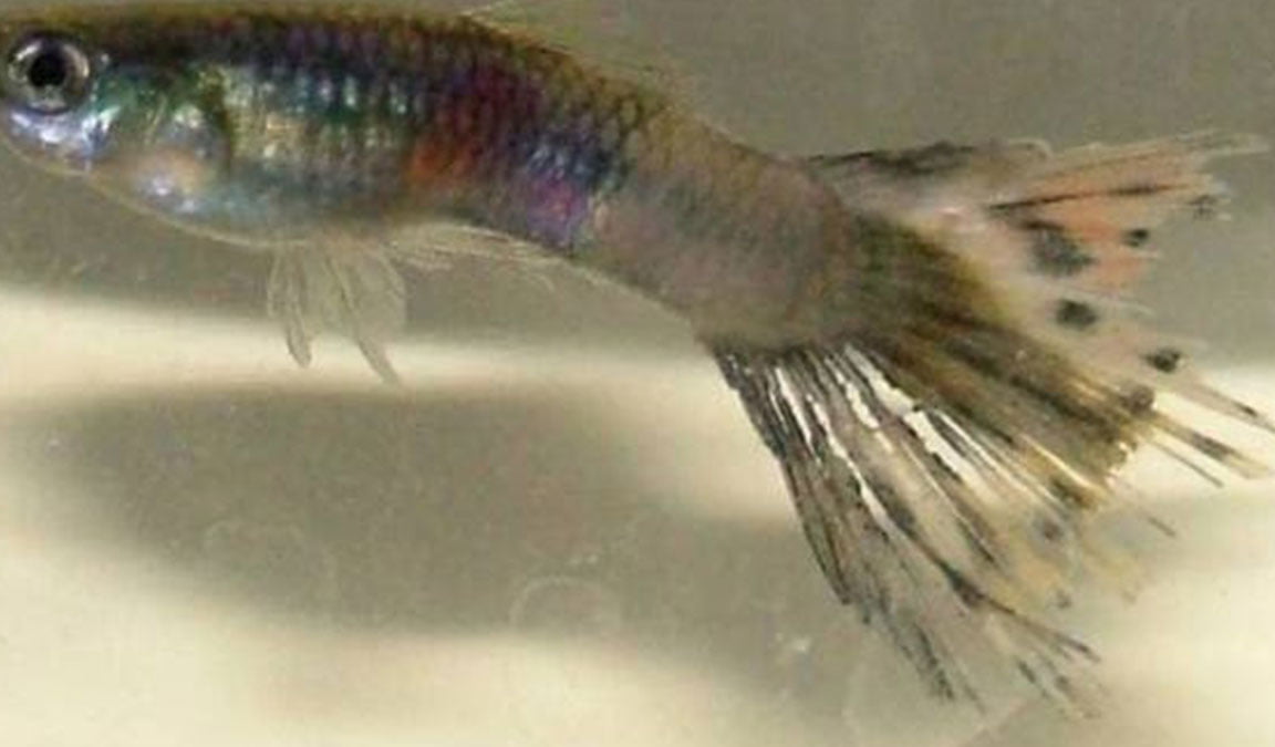10 Jenis Penyakit Ikan Cupang Gejala, Penyebab, Cara Mengobati, Hingga