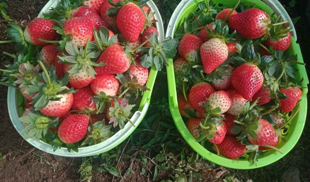 Agar Strawberry Cepat Berbuah Syarat Tumbuh, Kandungan Nutrisi Hingga