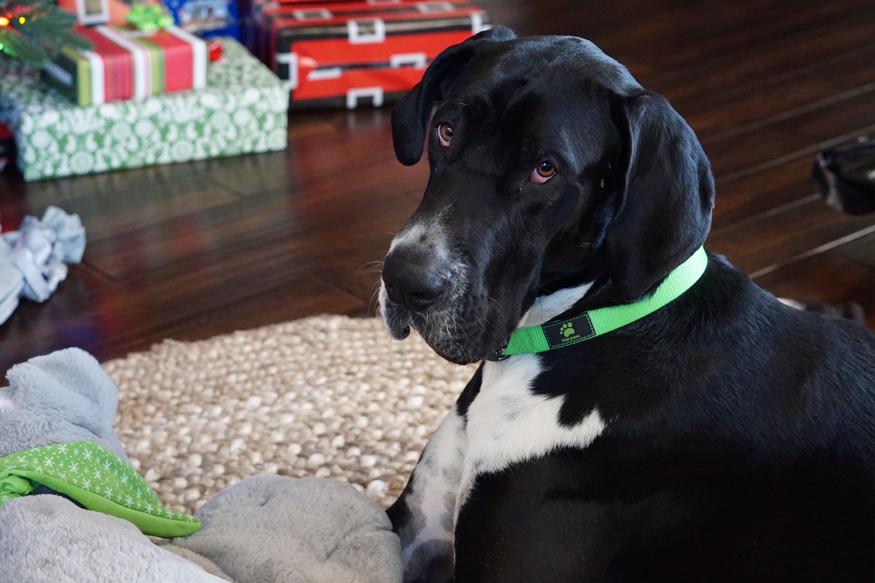 Watson In His New Home Great Dane Rescue of Northern California