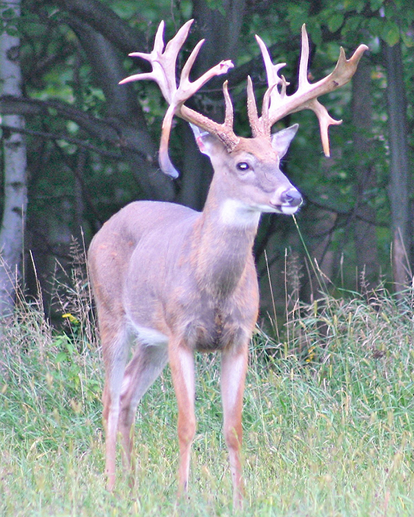 Gallery Green's Deer Ranch Caro, Michigan