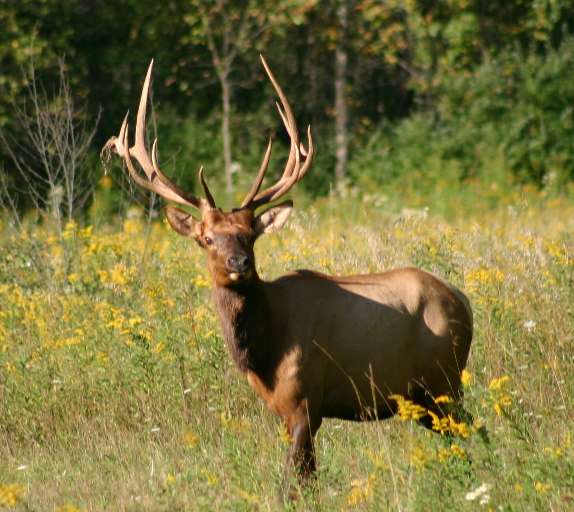 Gallery Green's Deer Ranch Caro, Michigan