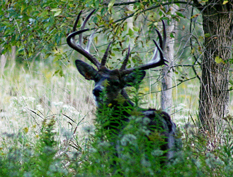 Gallery Green's Deer Ranch Caro, Michigan