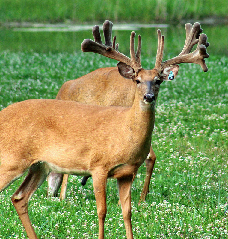 Gallery Green's Deer Ranch Caro, Michigan