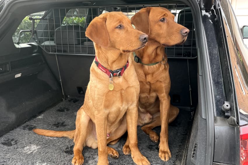 Your guide to driving with dogs in the car