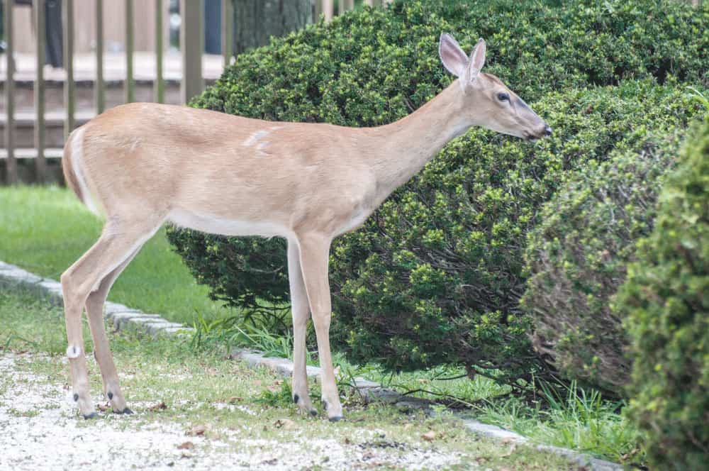 How to Attract Deer to Your Property 9 Easy and Practical Ways