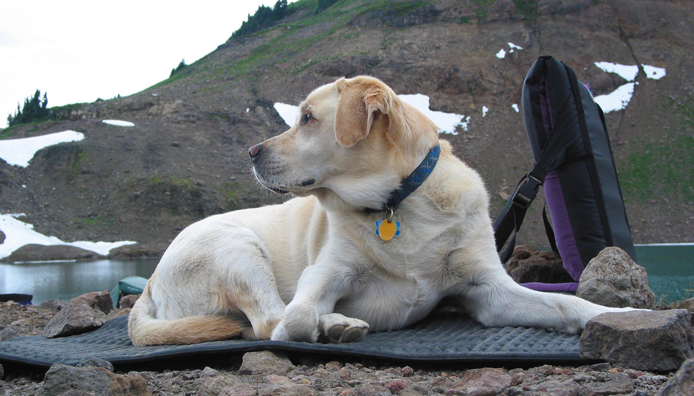 Fresh Gear Outdoor dogs will love these new products LaptrinhX / News