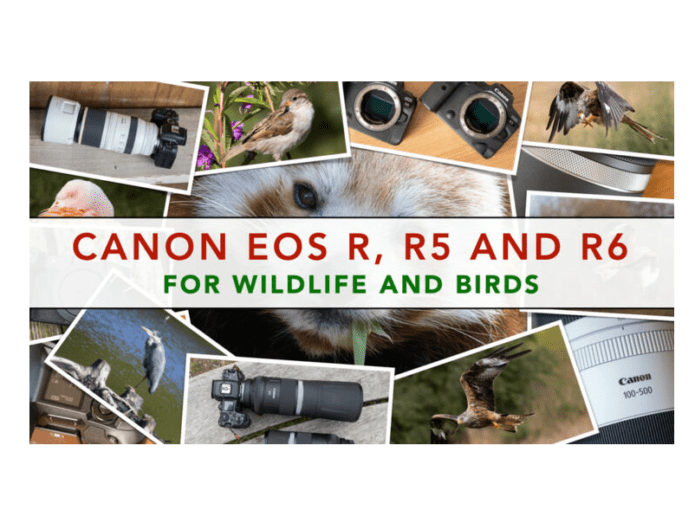 Canon Eos R, R5 and R6 for Wildlife and Bird Photography Best