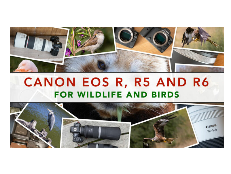 Canon Eos R, R5 and R6 for Wildlife and Bird Photography Best