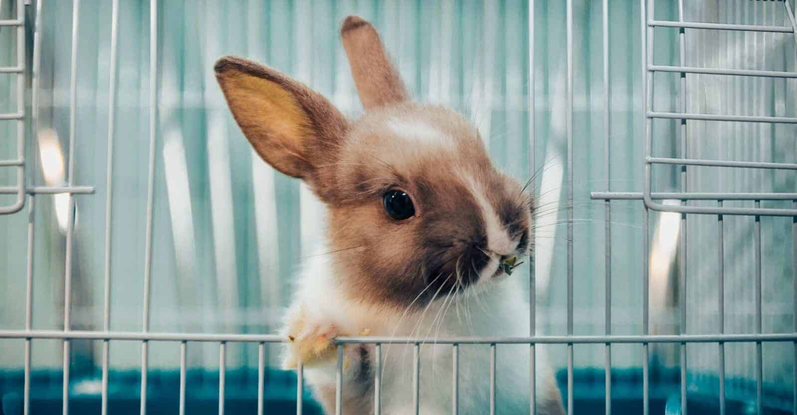 9 Best Rated Indoor Rabbit Cage In 2023 Ultimate Guide