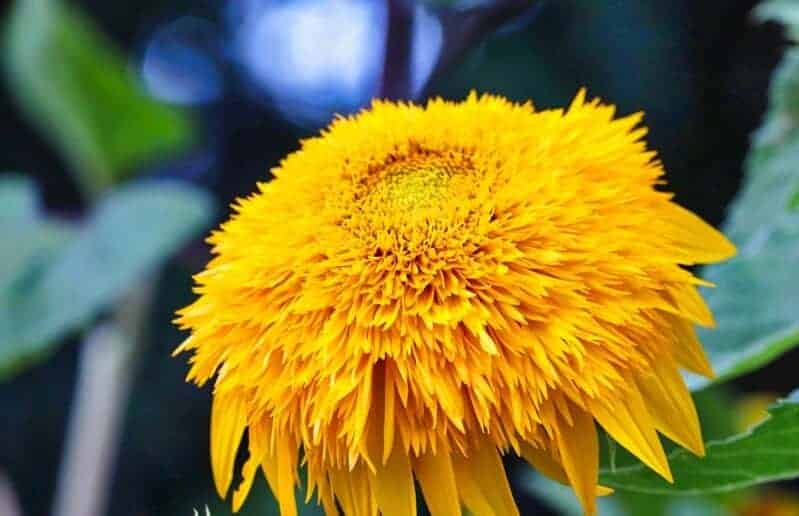 Why Is A Sunflower Yellow? (And Tips For Caring It) GearTrench