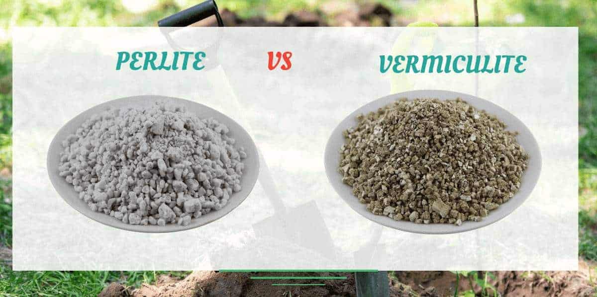 Perlite Vs Vermiculite Difference (And When To Use Them) GearTrench