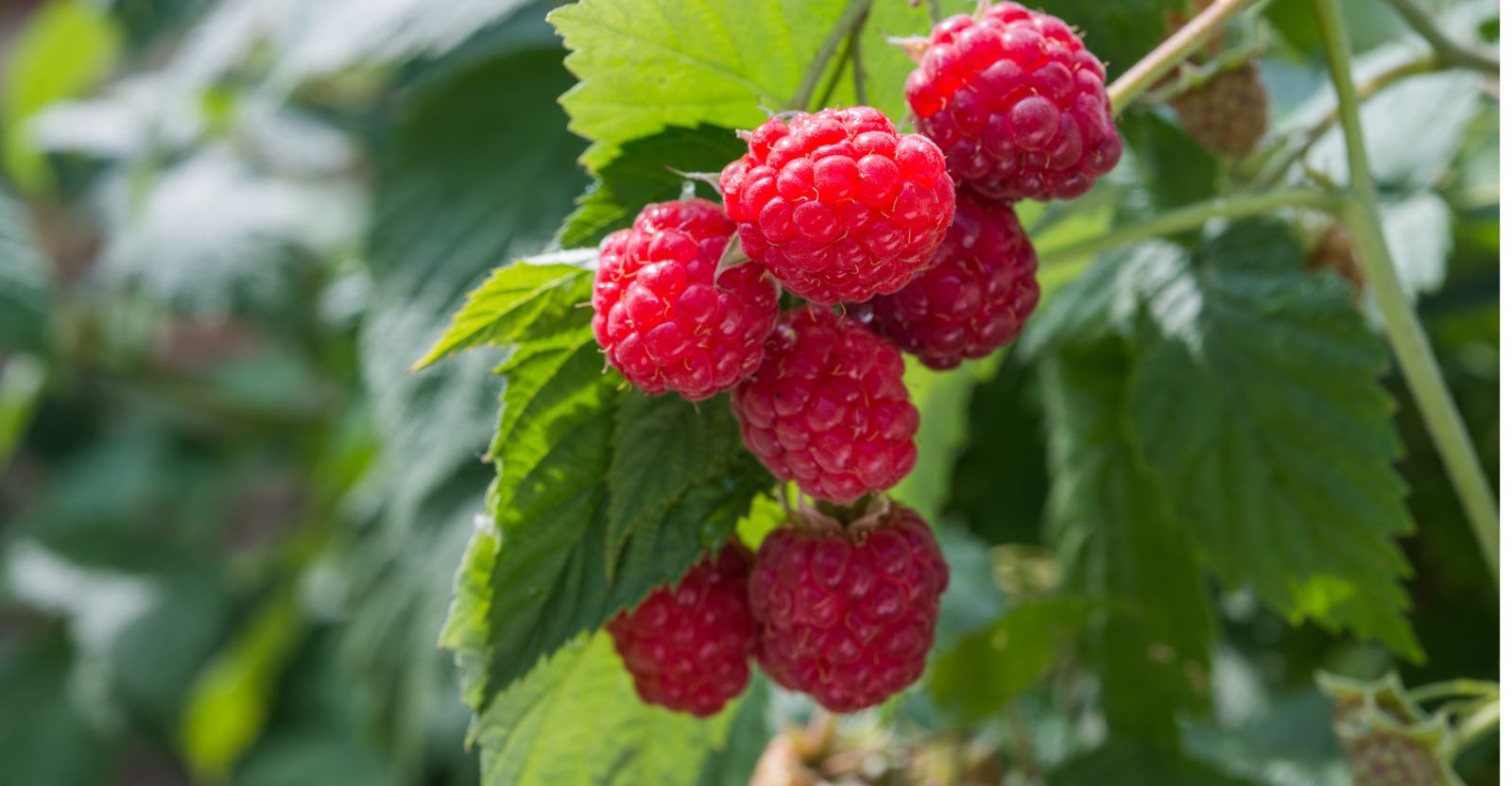 Growing Raspberries The Ultimate Guide To Transplanting & Pruning