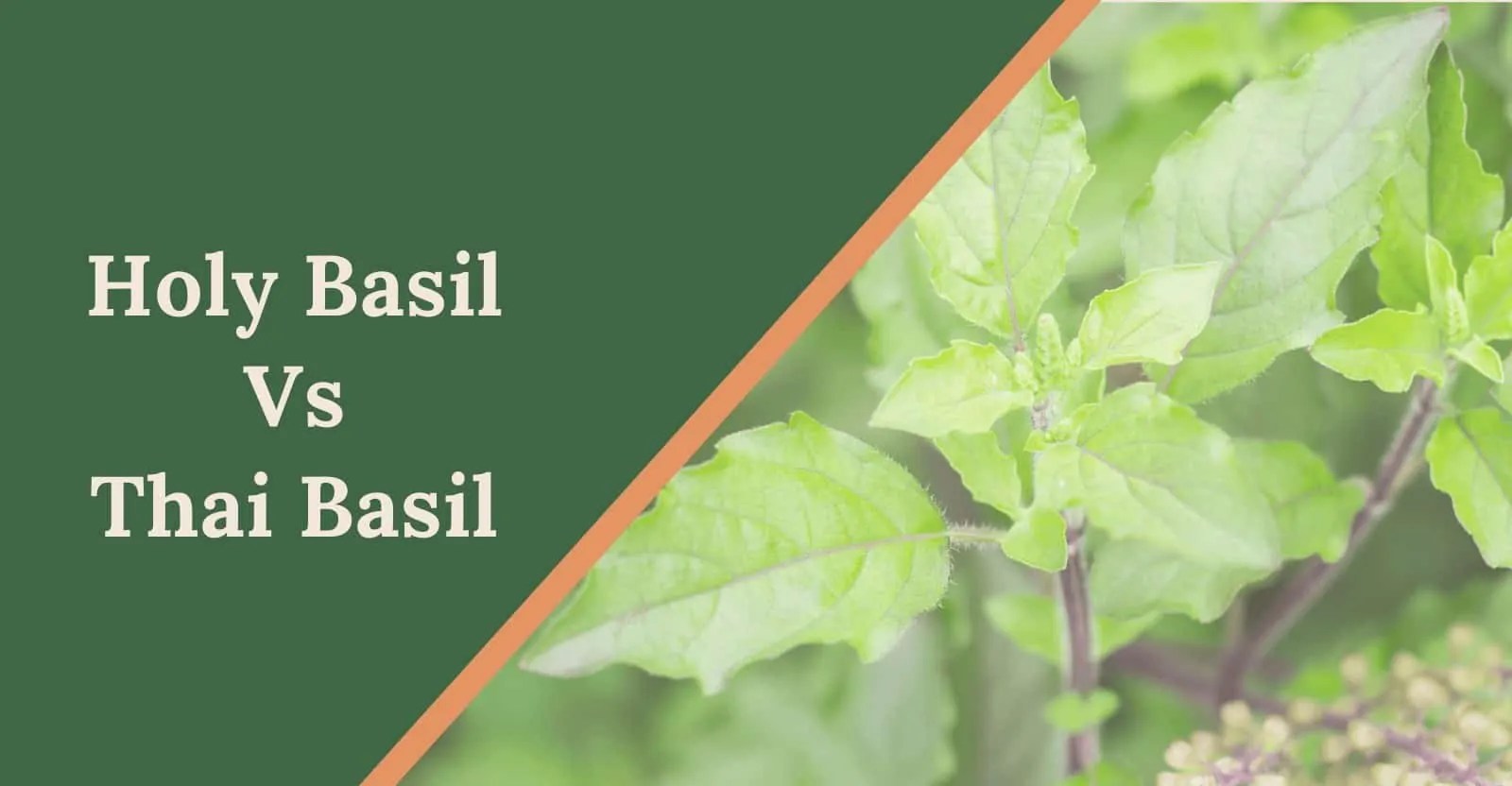 Holy Basil Vs Thai Basil Know The Difference (With Pictures)