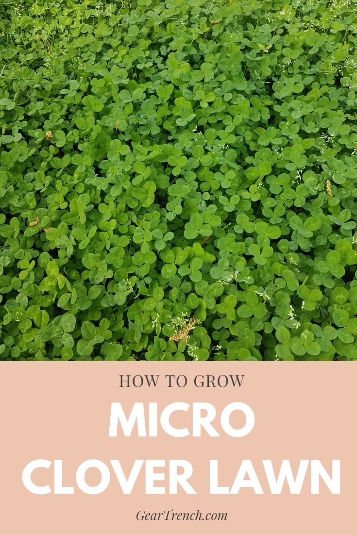 How To Effortlessly Grow Micro Clover Lawn (Beginner Guide) GearTrench