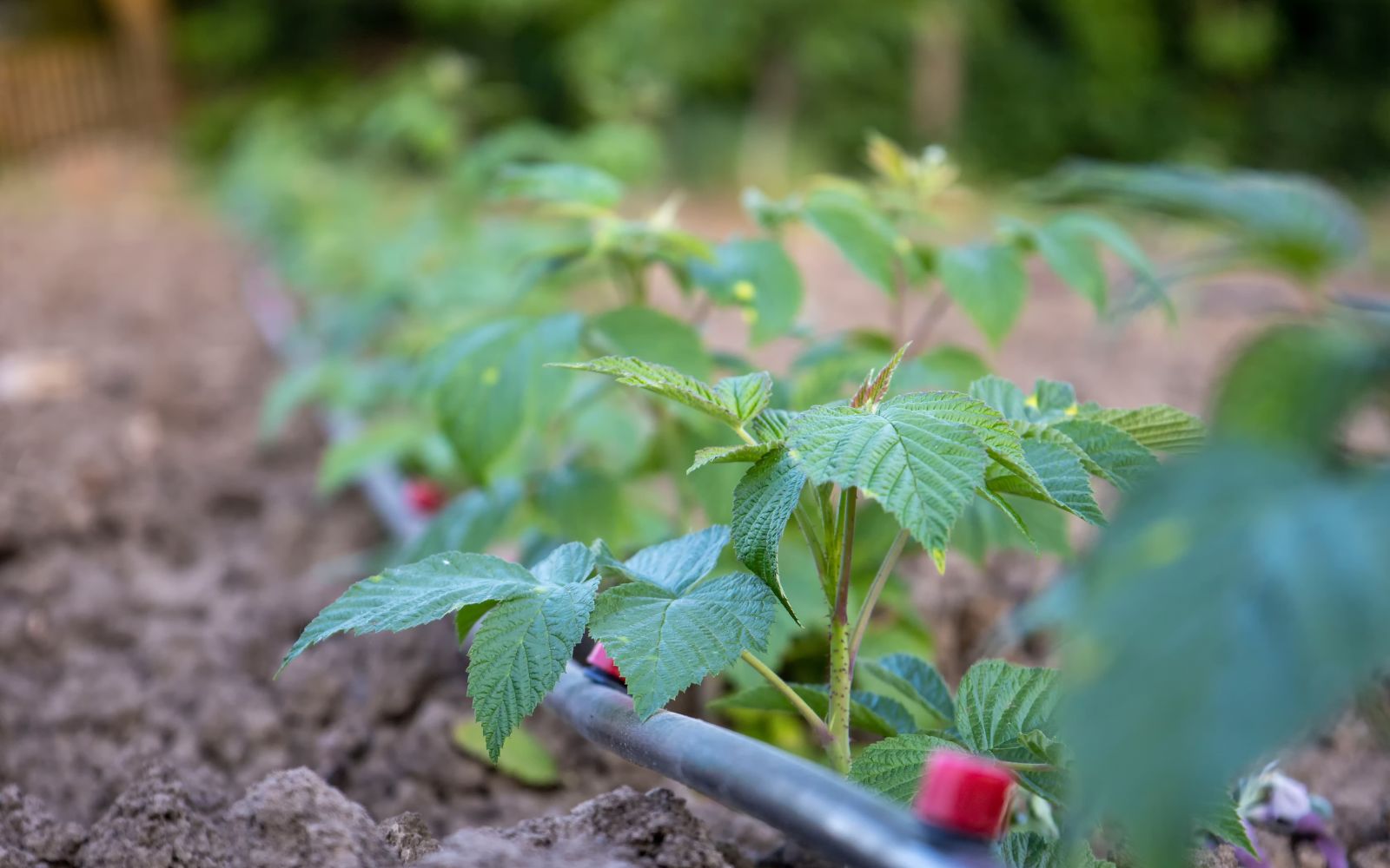 Growing Raspberries The Ultimate Guide To Transplanting & Pruning