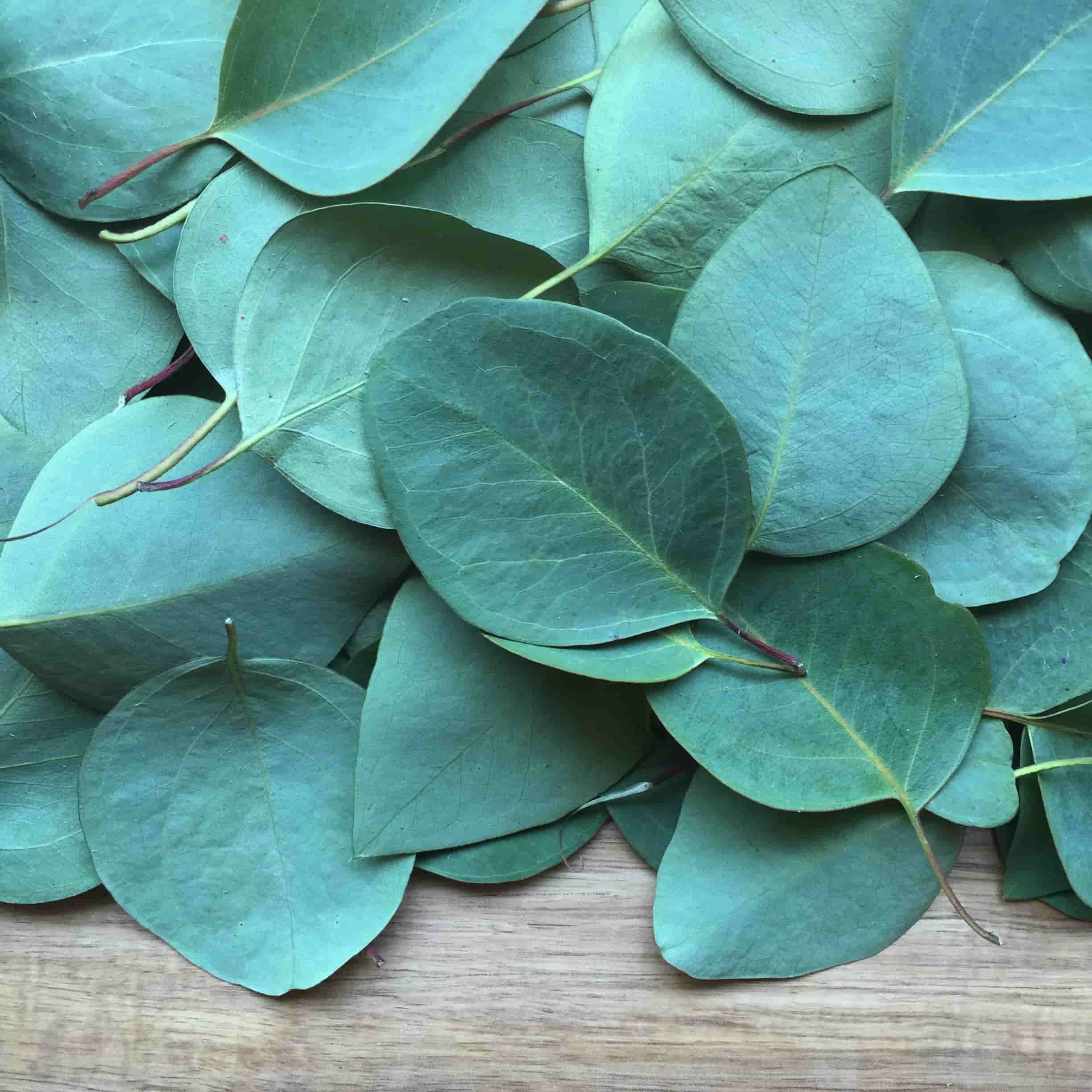 Can You Grow Eucalyptus Plant Indoor (And Why You Should) GearTrench