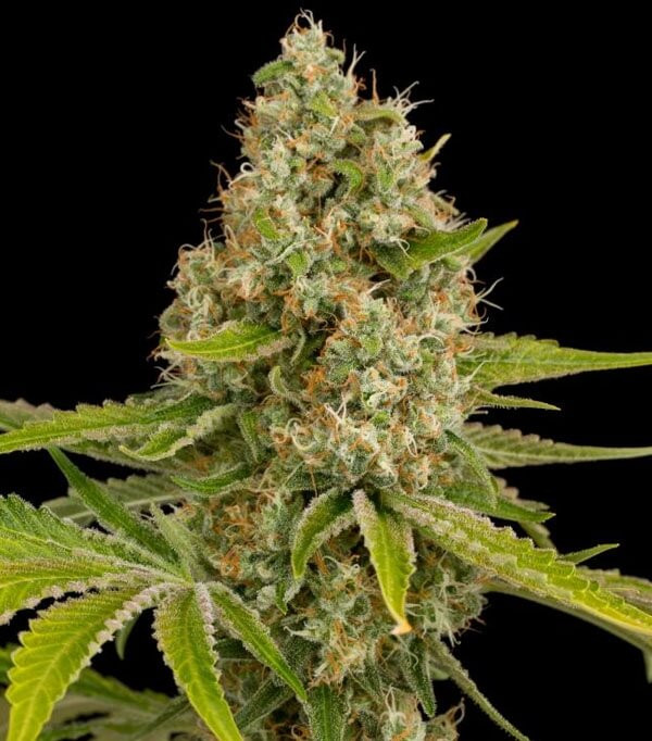 OG Kush from Dinafem Sale of OG Kush