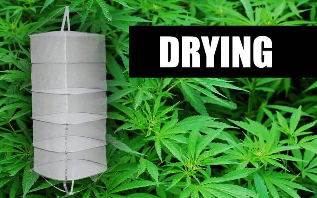 HOW TO GROW MARIJUANA OUTDOOR STEP BY STEP