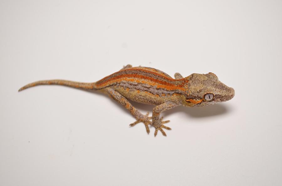 My new Gargoyle Gecko Forums