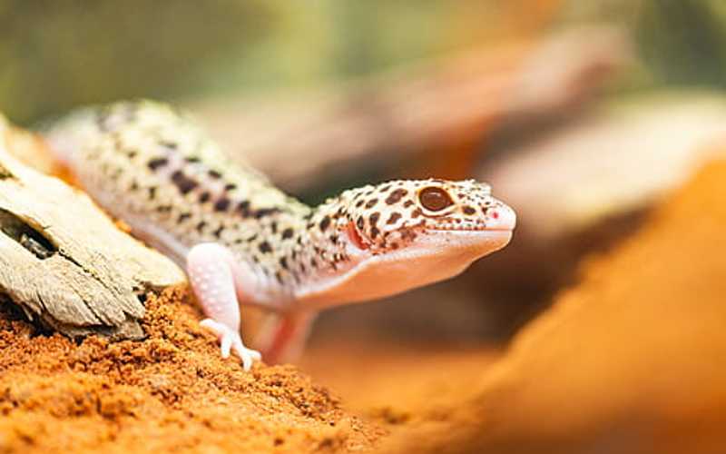 Leopard Gecko bedding Gecko Geek
