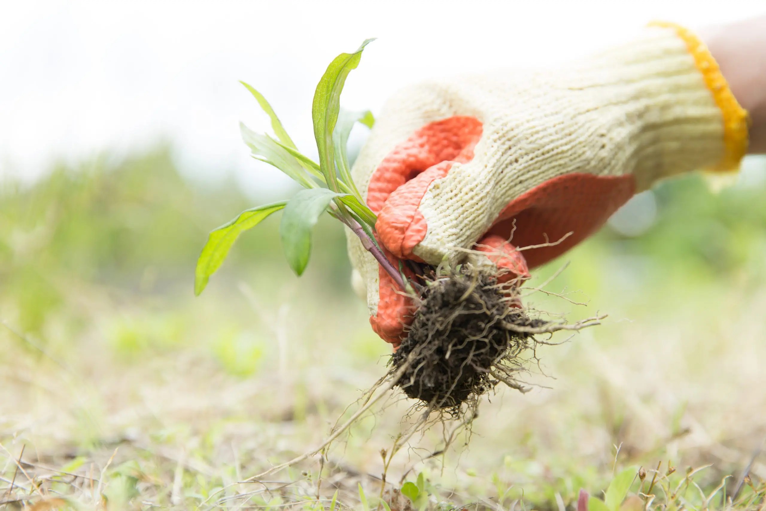 How to Manually Remove Weeds From Your Lawn Gecko Green