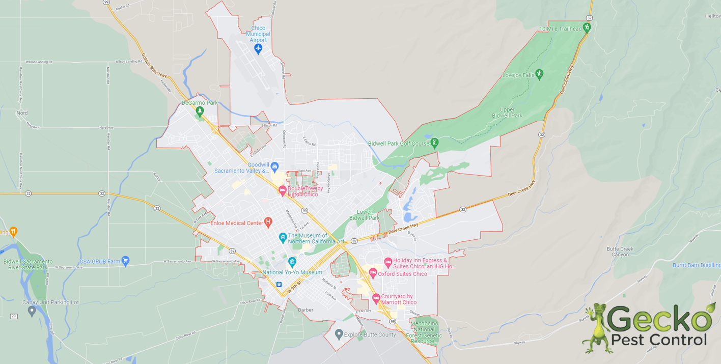 Chico Pest Control Gecko Pest Control