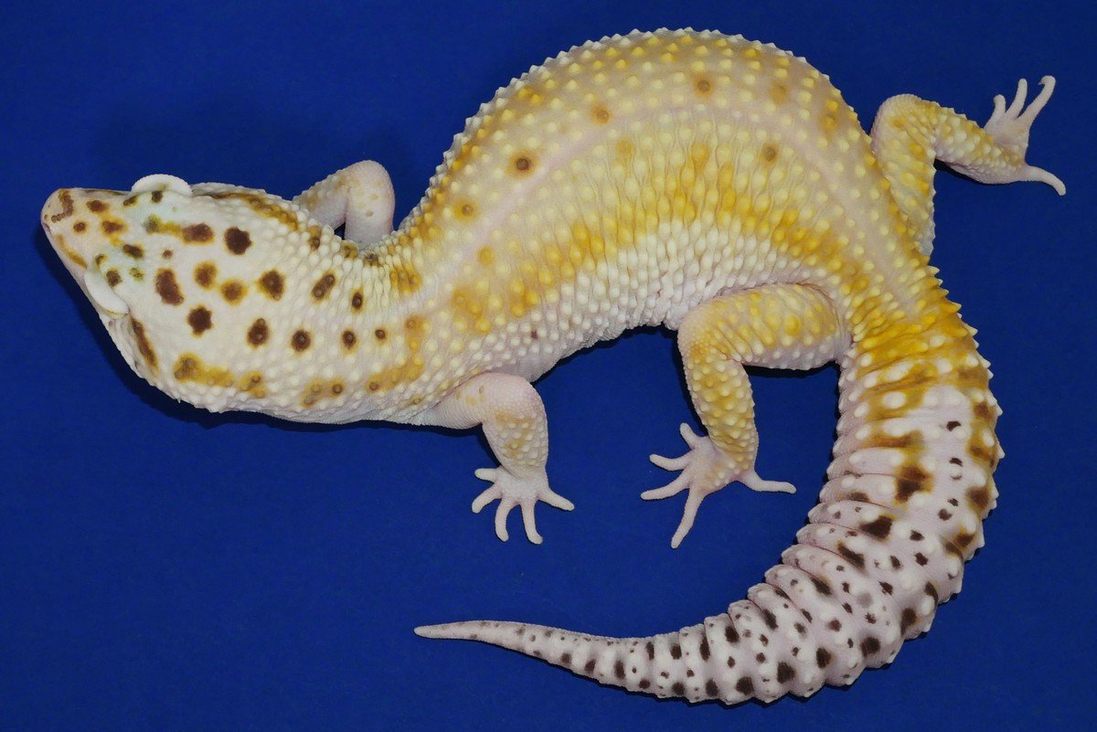 GGECF9383 Godzilla Giant Eclipse Leopard Gecko, 100 Het
