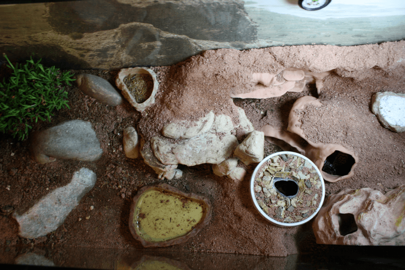 Replicating Native Gecko Habitats Gecko Time