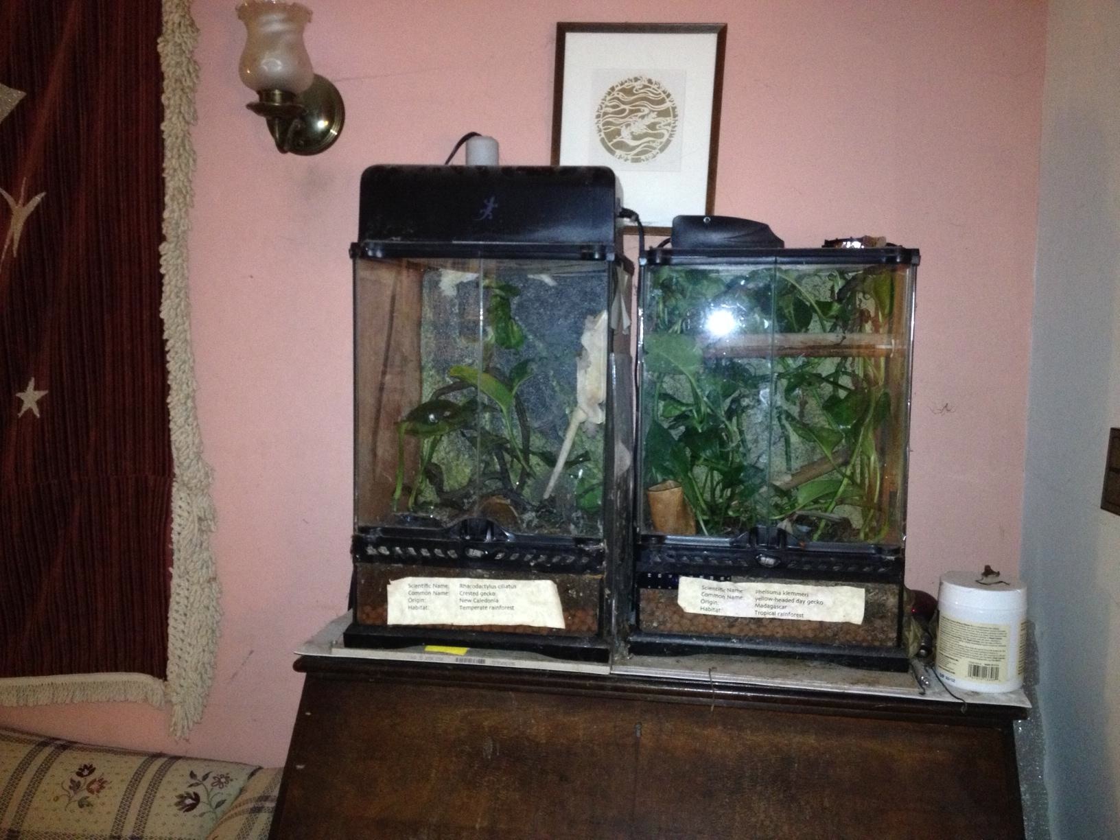 A Game of Musical Cages Gecko Time Gecko Time
