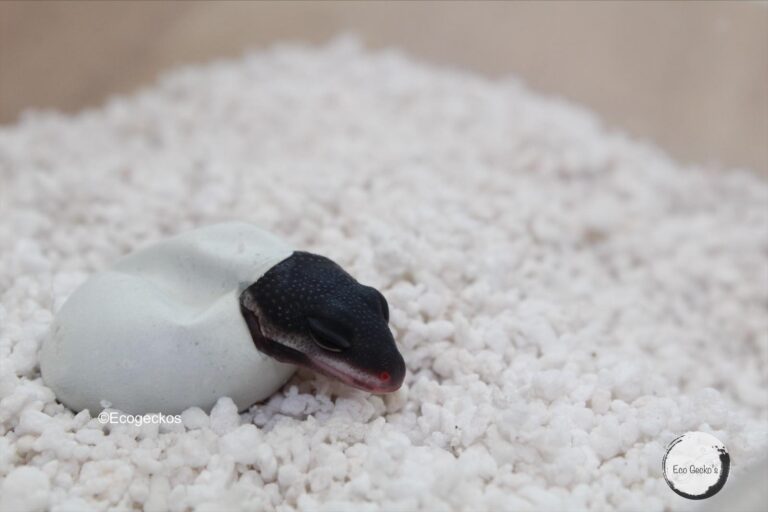 Black Night Leopard Geckos Interview with Jayden Coleman of Eco Geckos