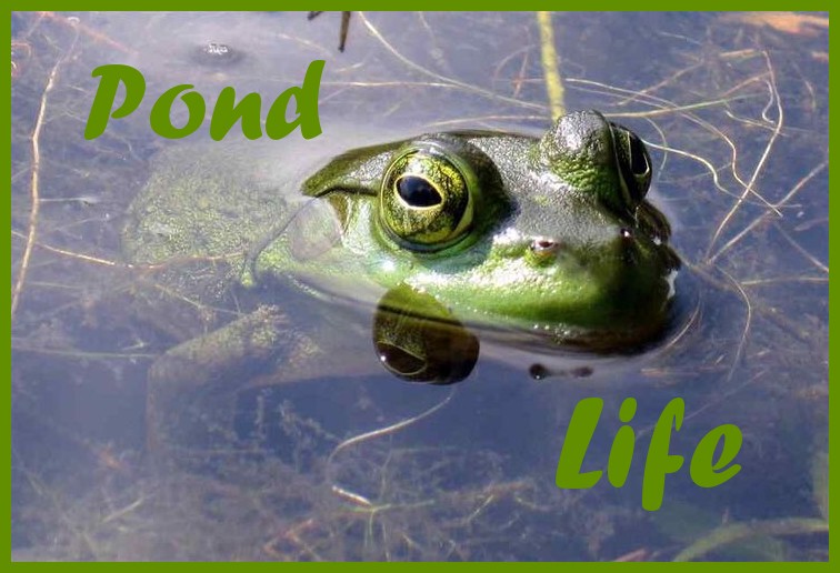 Buccleuch Meadows Wildlife Pond