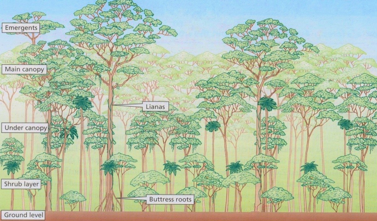 Biodiversity GEDI