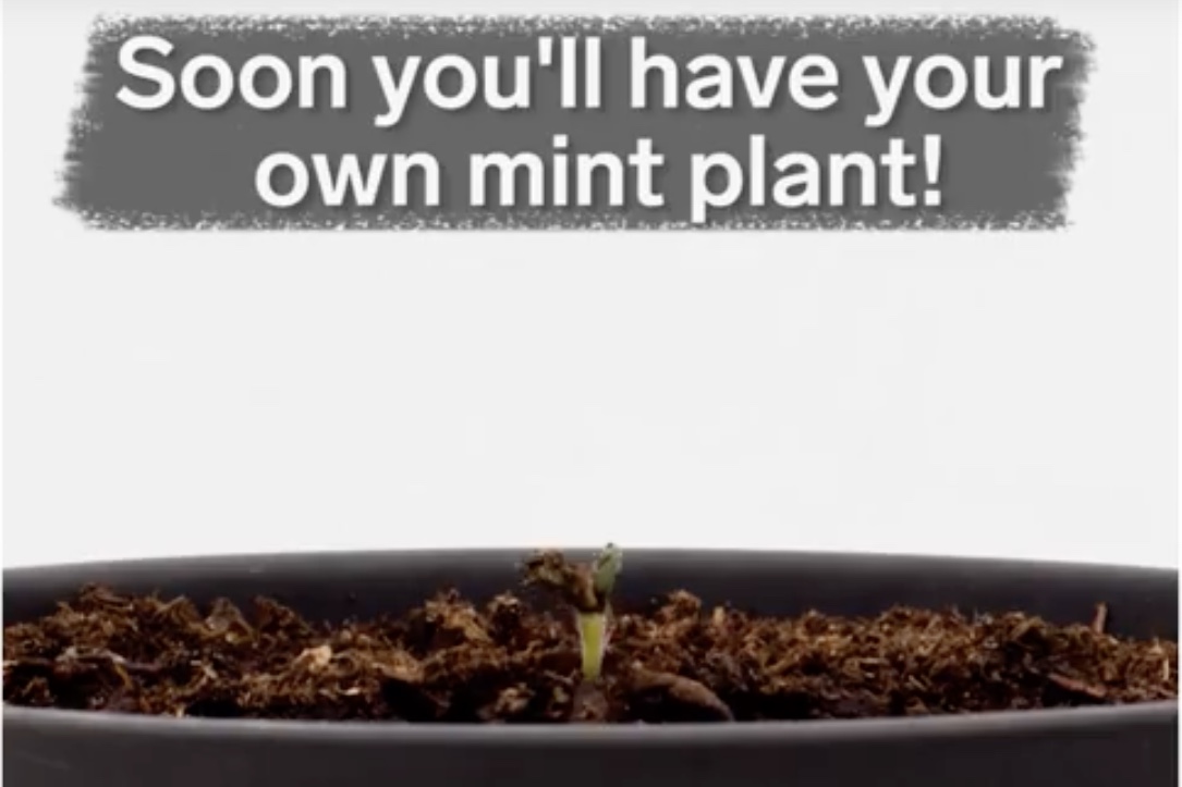 Video These Lollipop Sticks Turn Into Plants!