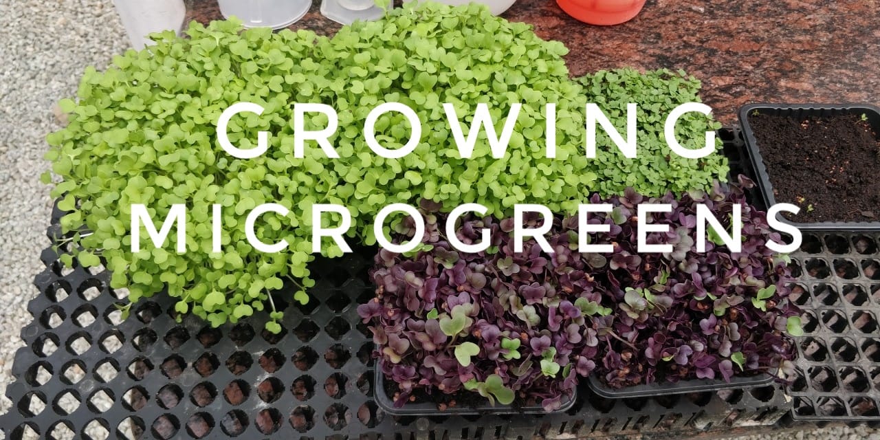 Step by step guide on how to grow microgreens with pictures GEEKGARDENER