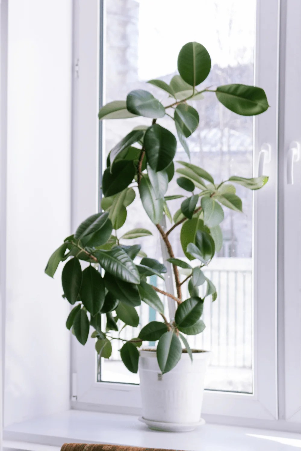 The Best Indoor Plants for Air Quality in Your Home Geek Window Cleaning