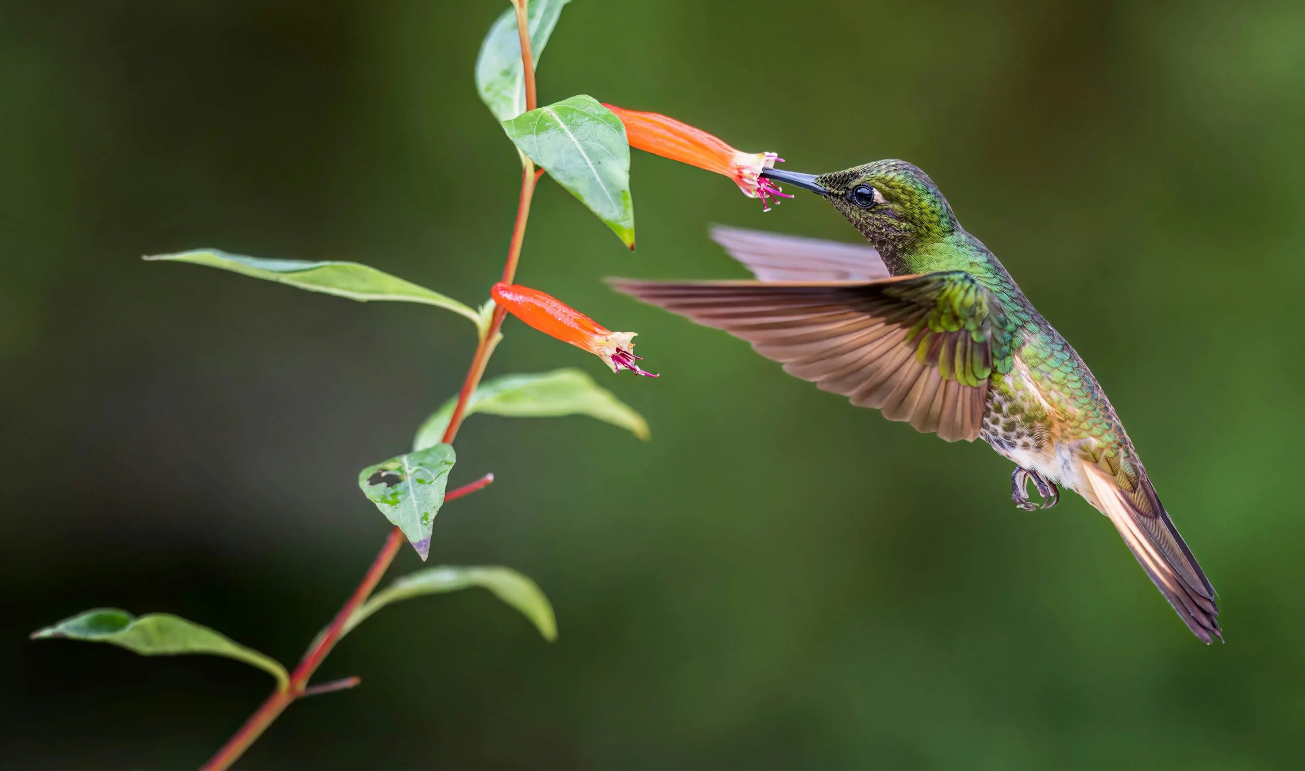 How to Stop Birds from Flying into Windows Geek Window Cleaning