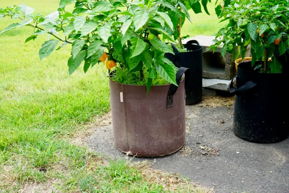 7 Ways to Stop Plant Pots From Falling Over in the Wind