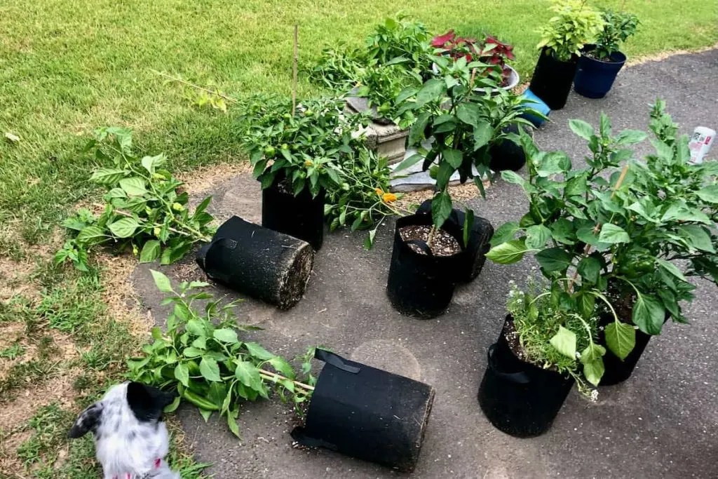 7 Ways to Stop Plant Pots From Falling Over in the Wind