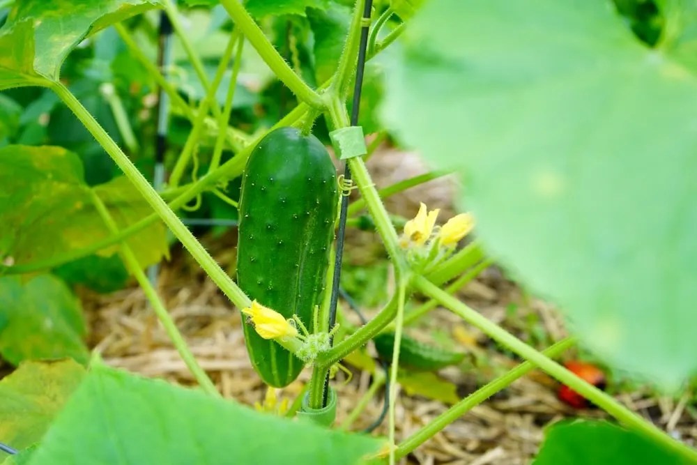 Transplanting Cucumbers How To Transplant Seedlings Geeky Greenhouse