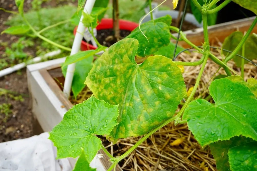Cucumber Leaves Turning Yellow? Fix It With These Tips!